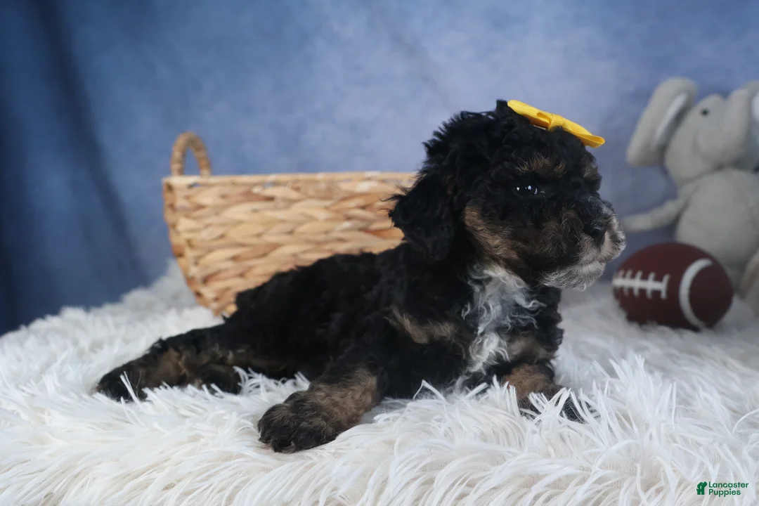 Miniature Poodle dogs for sale: Rocko - Ad 8