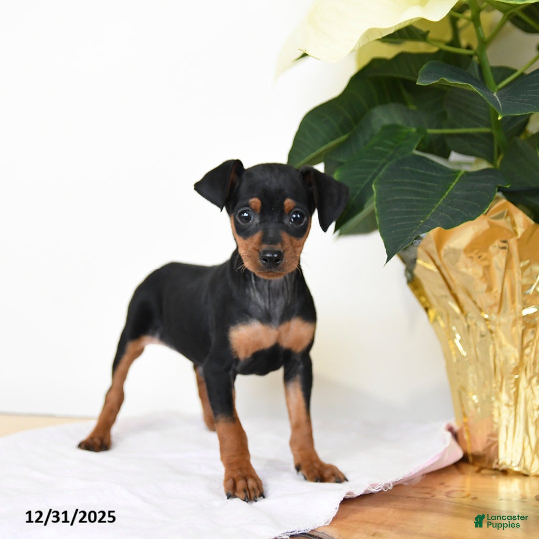Miniature Pinscher dogs for sale: Dave - Ad 3