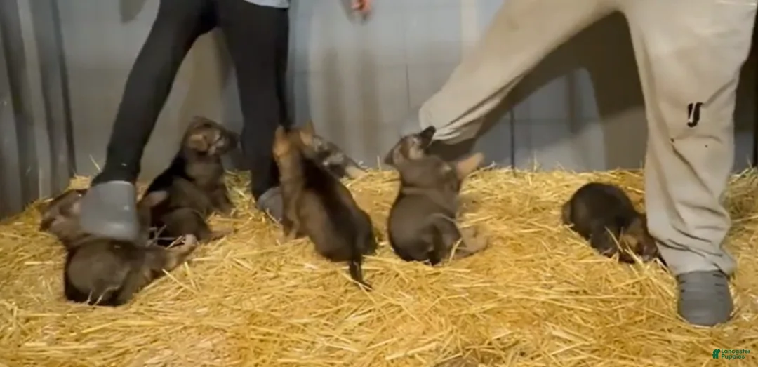 German Shepherd dogs for sale: German Shepherd 4 - Ad 1