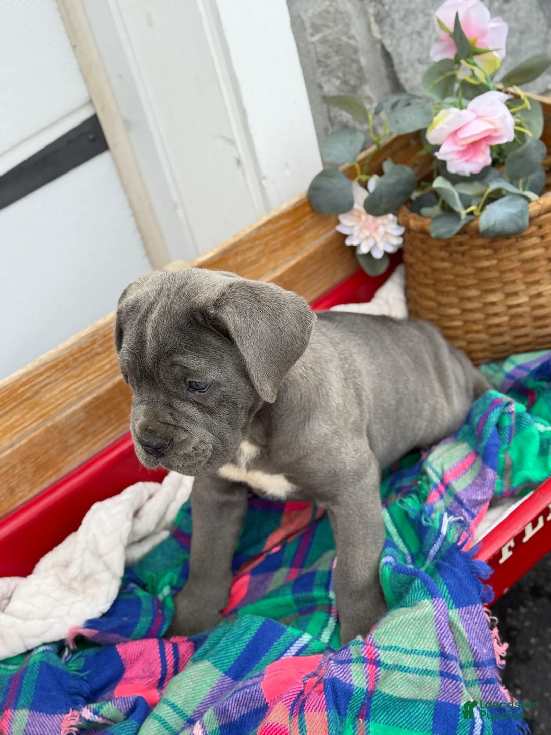 Cane Corso dogs for sale: Blossom - Ad 12