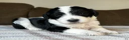 Sheepadoodle dogs for sale: Black & White Female 2 - Ad 4