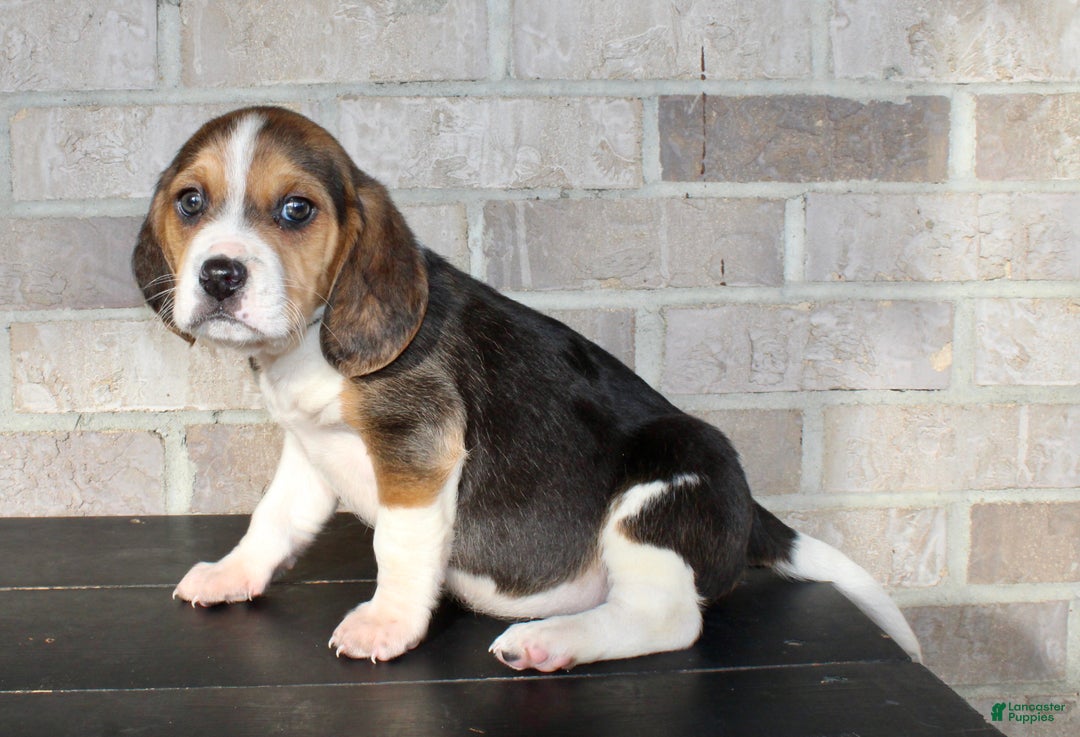 Beagle dogs for sale: Pokey - Ad 1