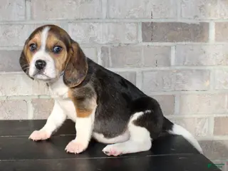 Beagle dogs Pokey - Ad 13