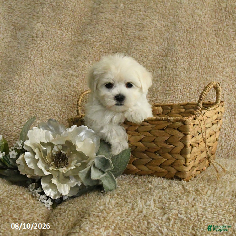 Maltese dogs Rider - Ad 1