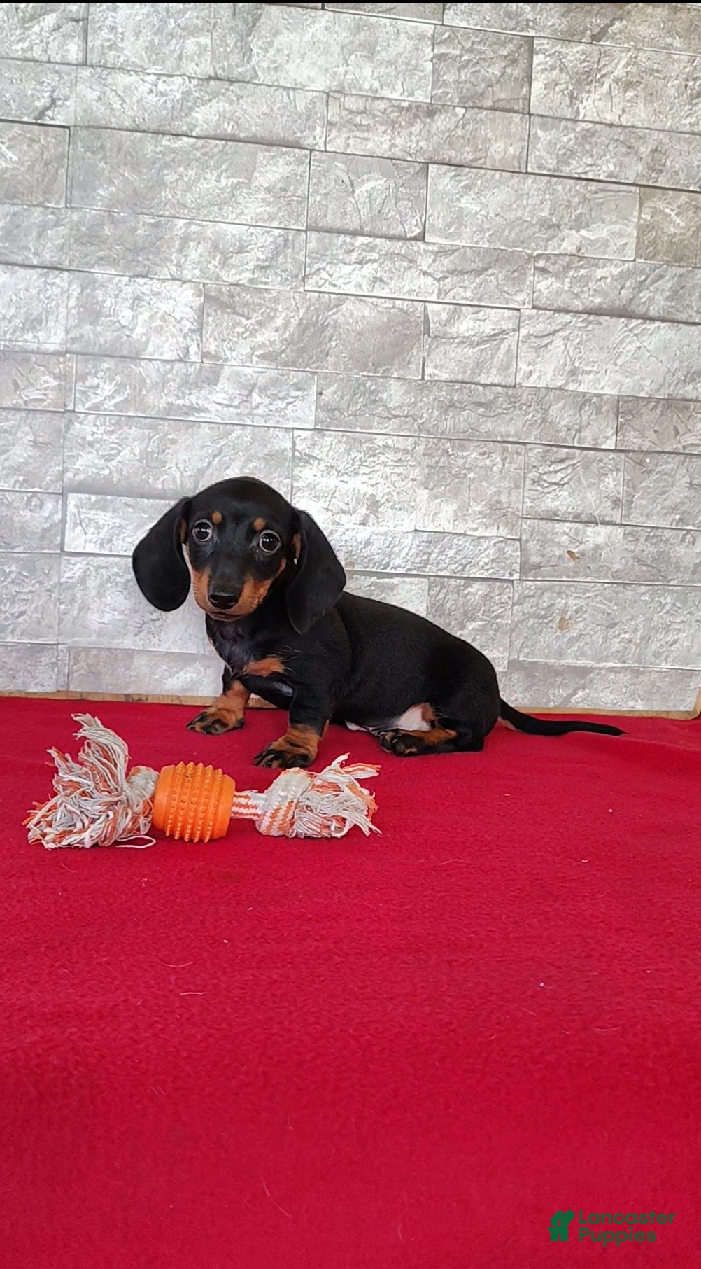 Miniature Dachshund dogs Tootsie - Ad 2