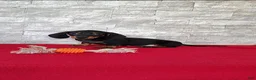 Miniature Dachshund dogs for sale: Tootsie - Ad 2