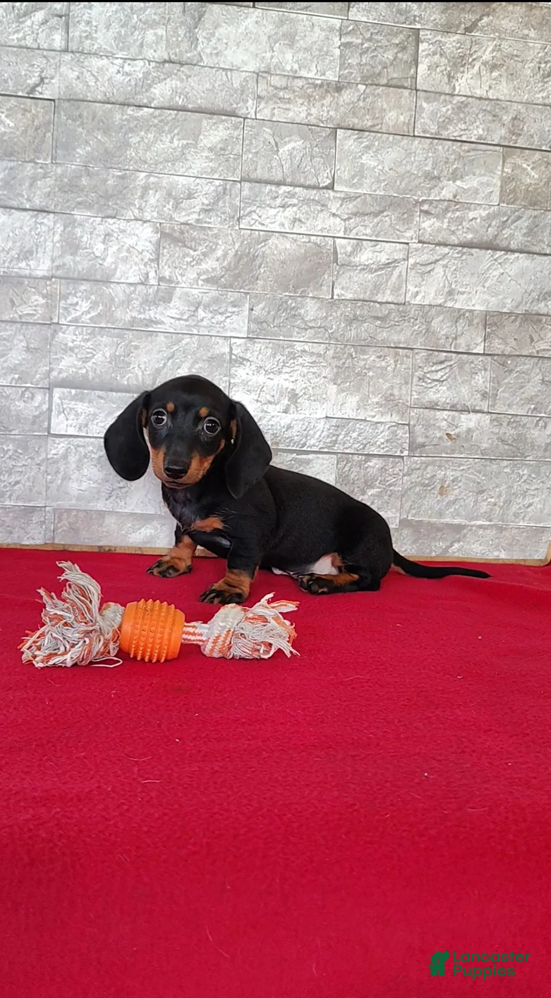 Miniature Dachshund dogs for sale: Tootsie - Ad 2