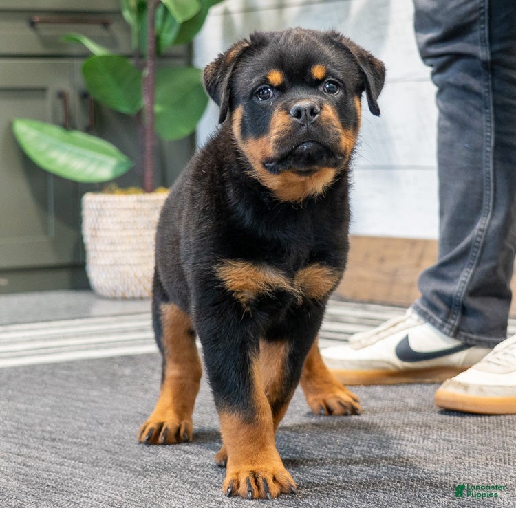 Rottweiler dogs Eagle - Ad 2