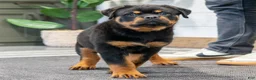 Rottweiler dogs for sale: Eagle - Ad 2