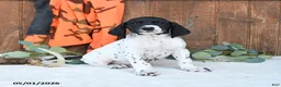 German Shorthaired Pointer dogs for sale: Mack  - Ad 2