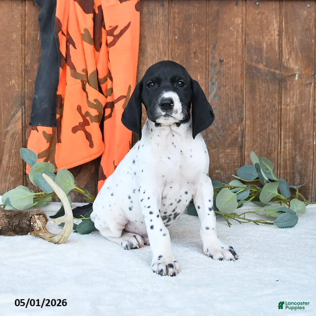 German Shorthaired Pointer dogs for sale: Mack  - Ad 2