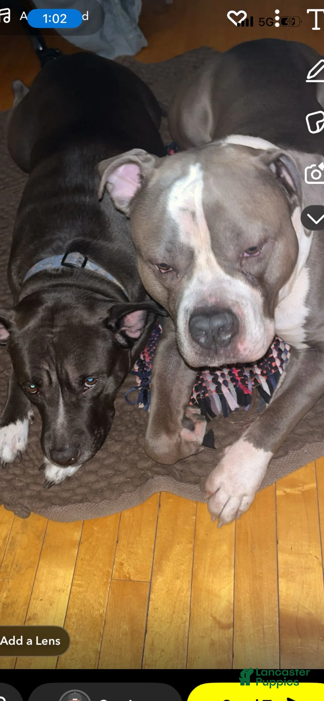 Mixed Breed dogs for sale: Mixed Breed 4 - Ad 2