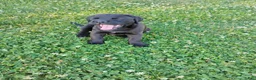 Mixed Breed dogs for sale: Buttercup - Ad 5