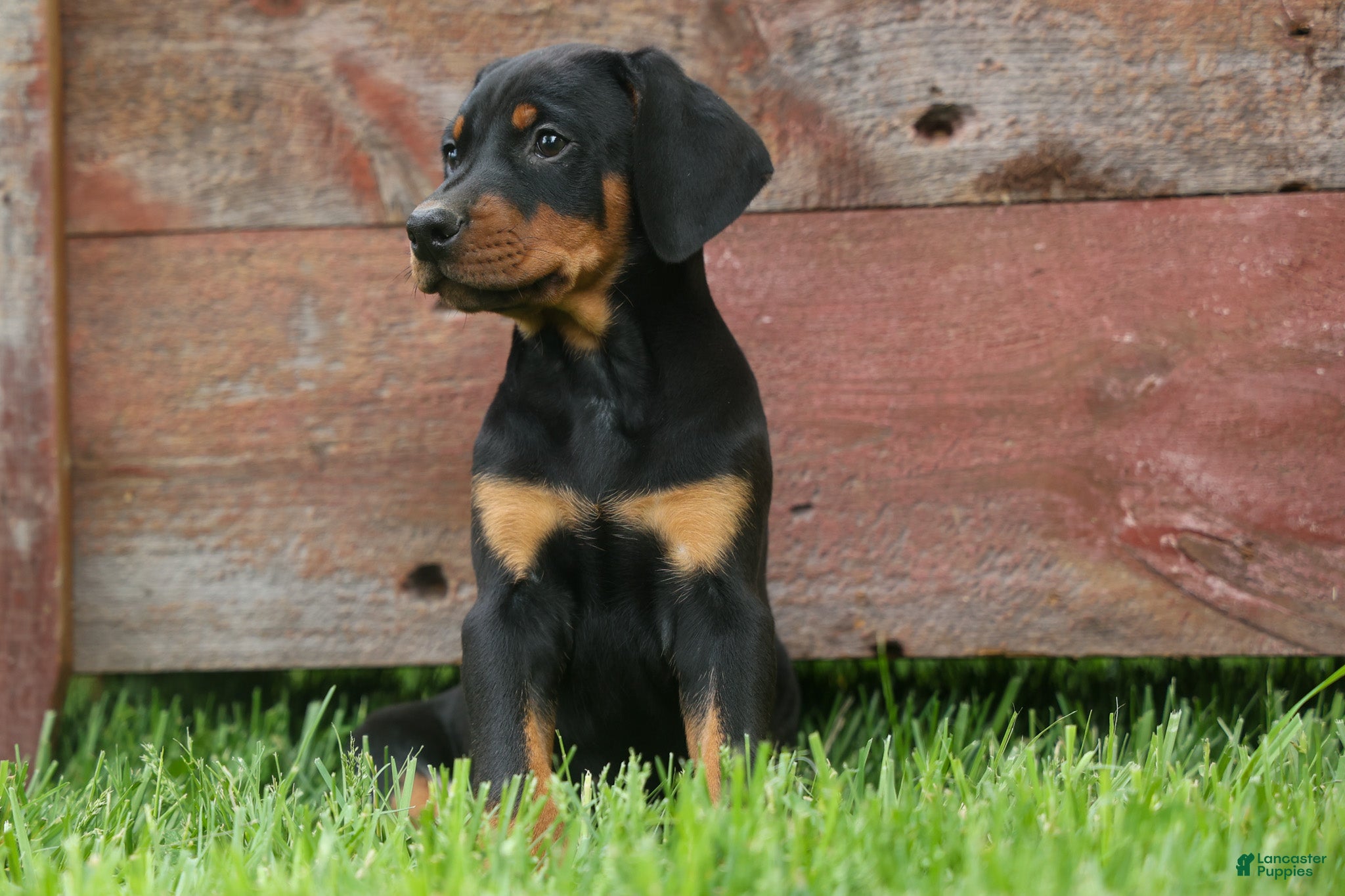 Doberman Pinscher dogs  Dax (Black Rust)🐶 - Ad 2