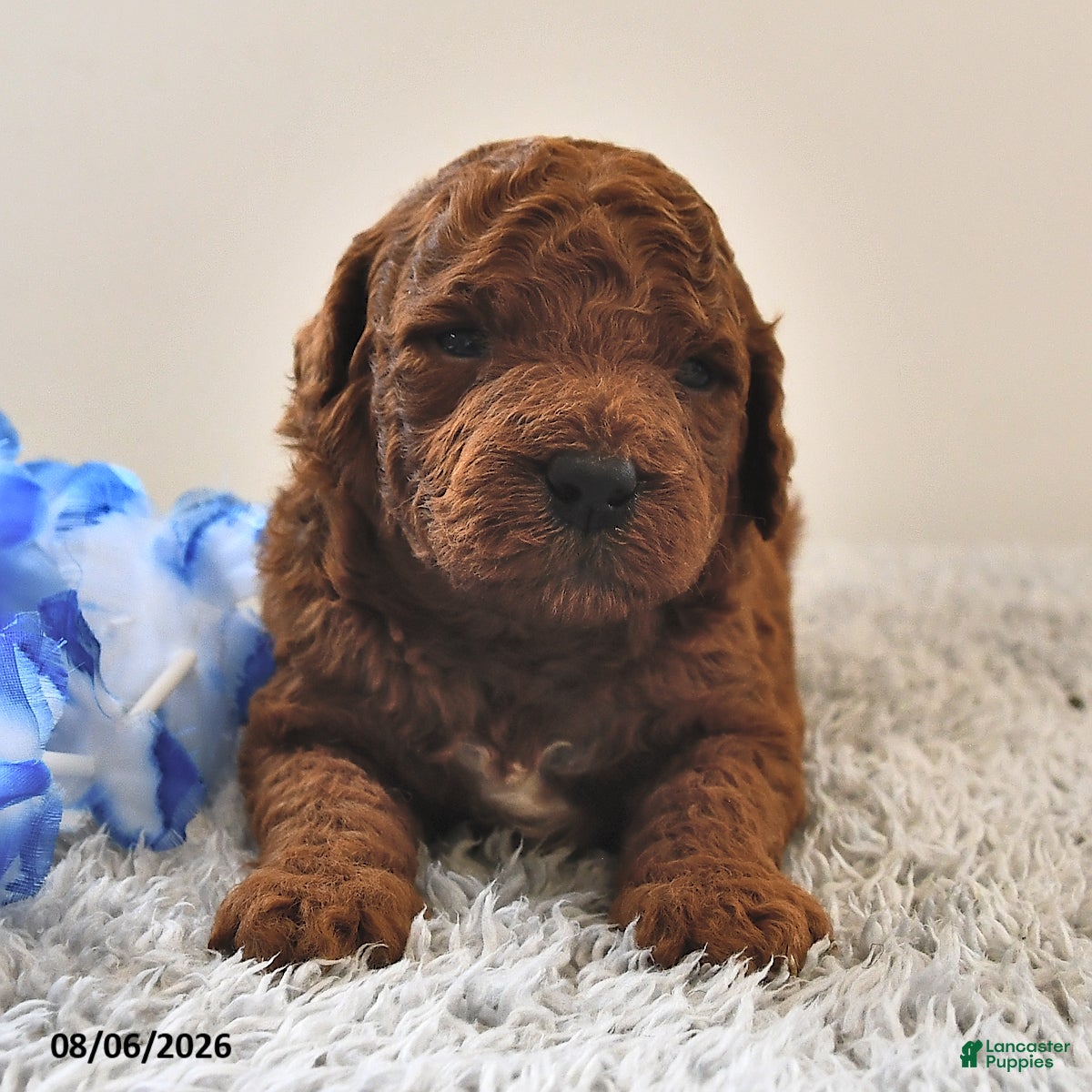 Mini Goldendoodle dogs Bentley - Ad 1