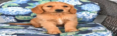 Parker