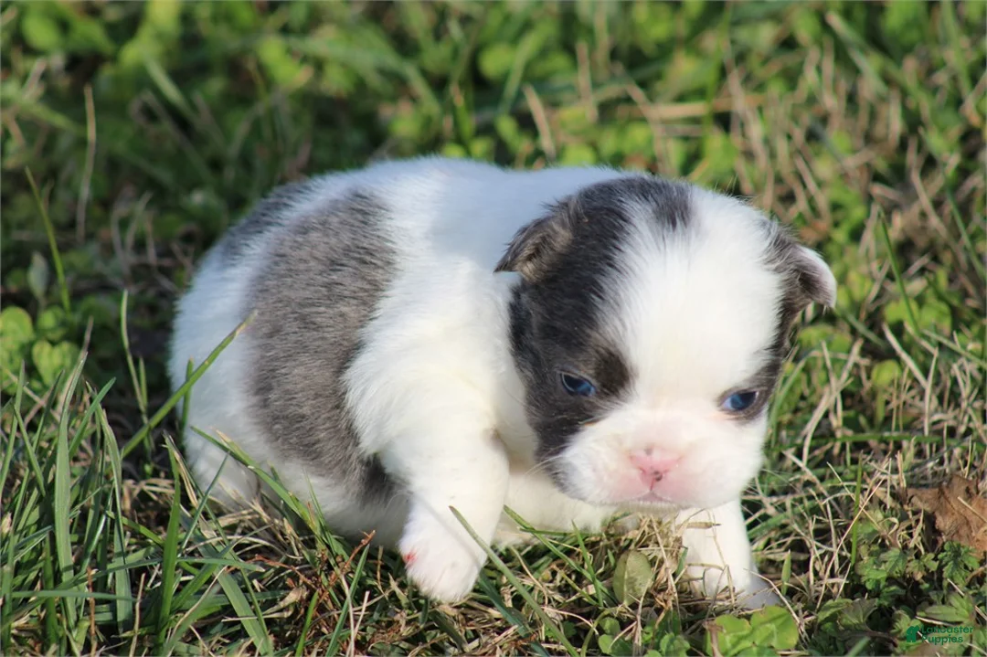 French Bulldog dogs for sale: French Bulldog Puppy 2 - Ad 4