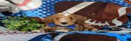 Mini Goldendoodle dogs for sale: Blaze Hypoallergenic - Ad 6