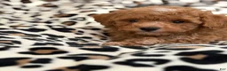 Toy Poodle dogs for sale: Hazel - Ad 9