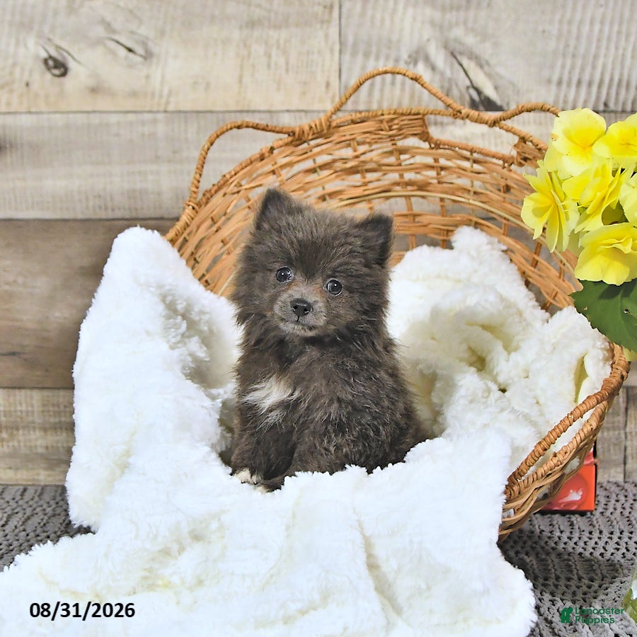 Pomeranian dogs Lindsey - Ad 1