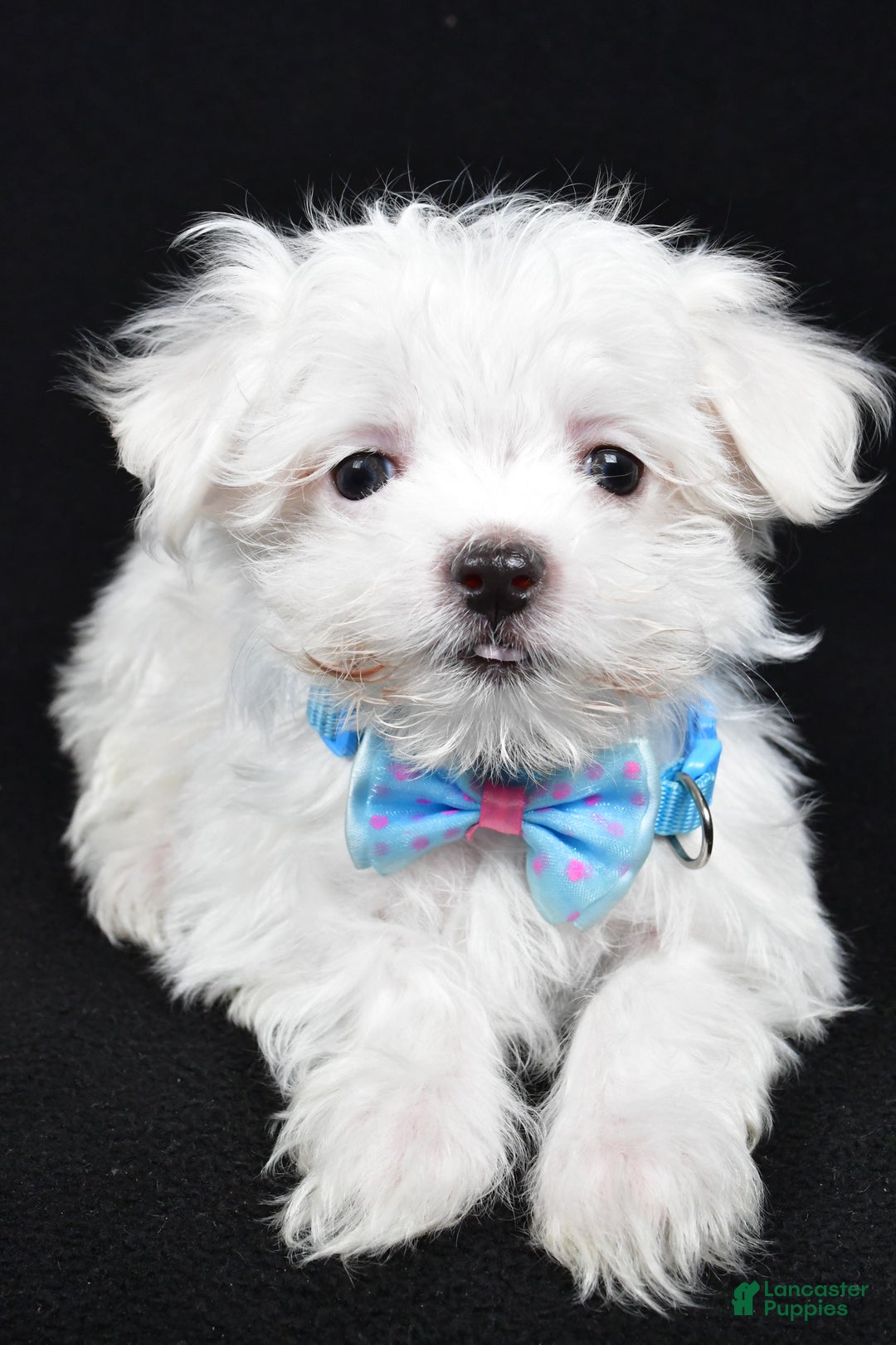 Maltese dogs for sale: Luke - Ad 4
