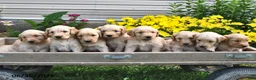 Goldendoodle dogs for sale: Caramel - Ad 5