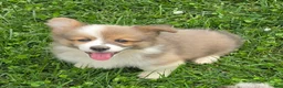 Welsh Corgi Pembroke dogs for sale: Dazzling Danny - Ad 18
