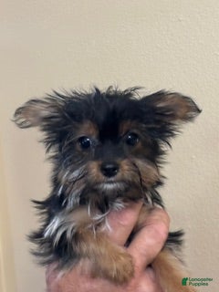 Yorkshire Terrier dogs Reba's "Georgia Light" - Ad 29