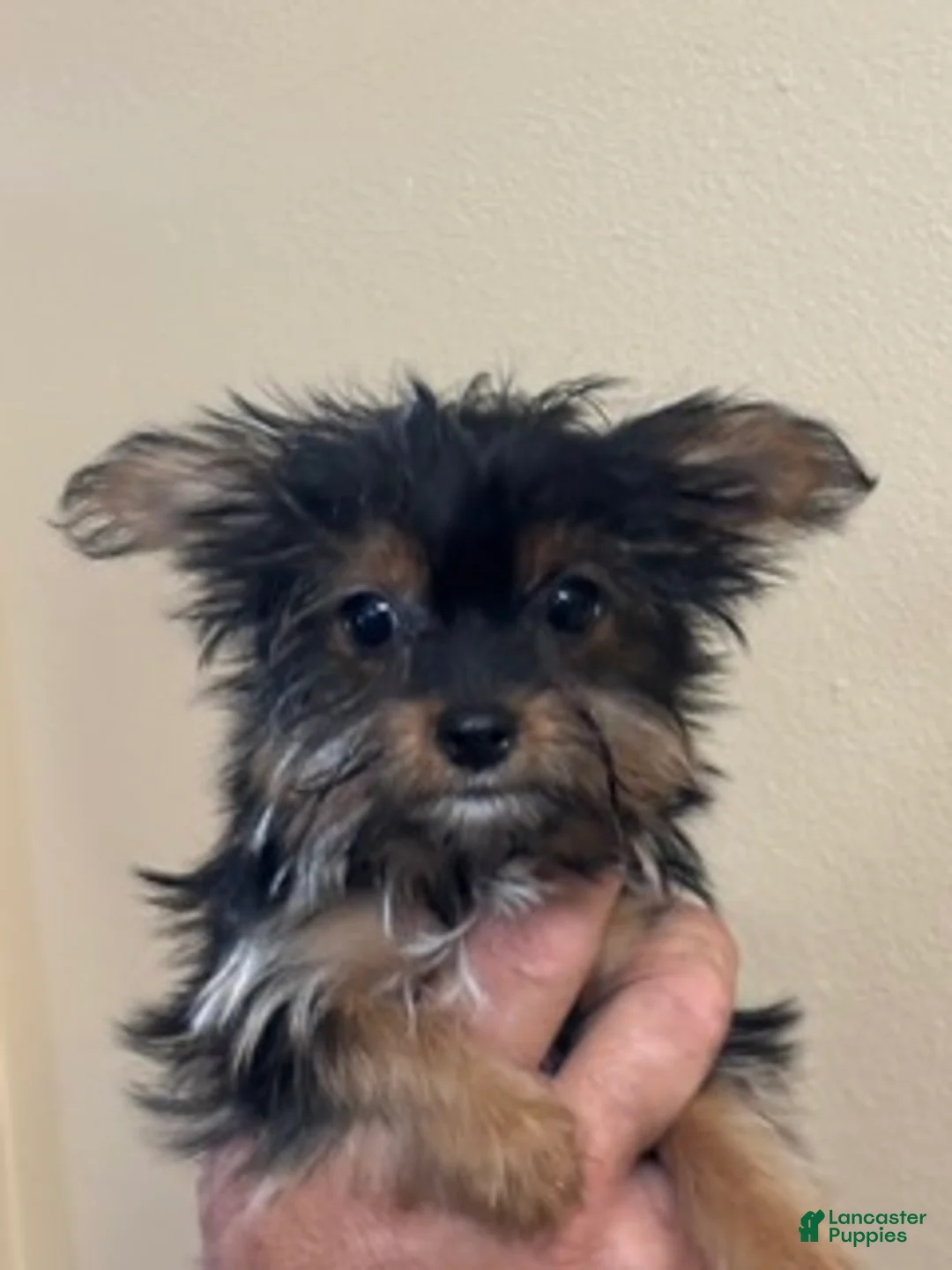 Yorkshire Terrier dogs for sale: Reba's "Georgia Light" - Ad 1