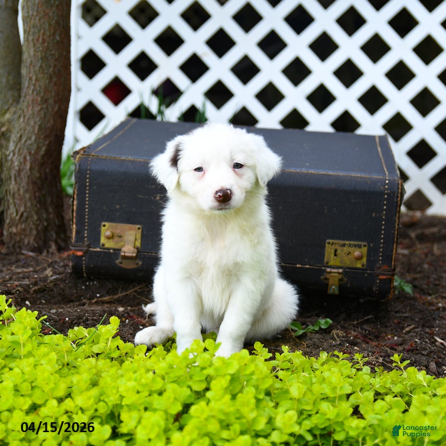 Border Collie dogs Lana - Ad 1
