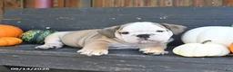 English Bulldog dogs for sale: Judah - Ad 5