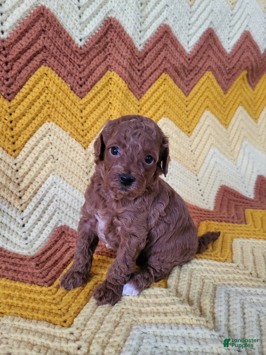 Goldendoodle dogs for sale: Rachel - Ad 5