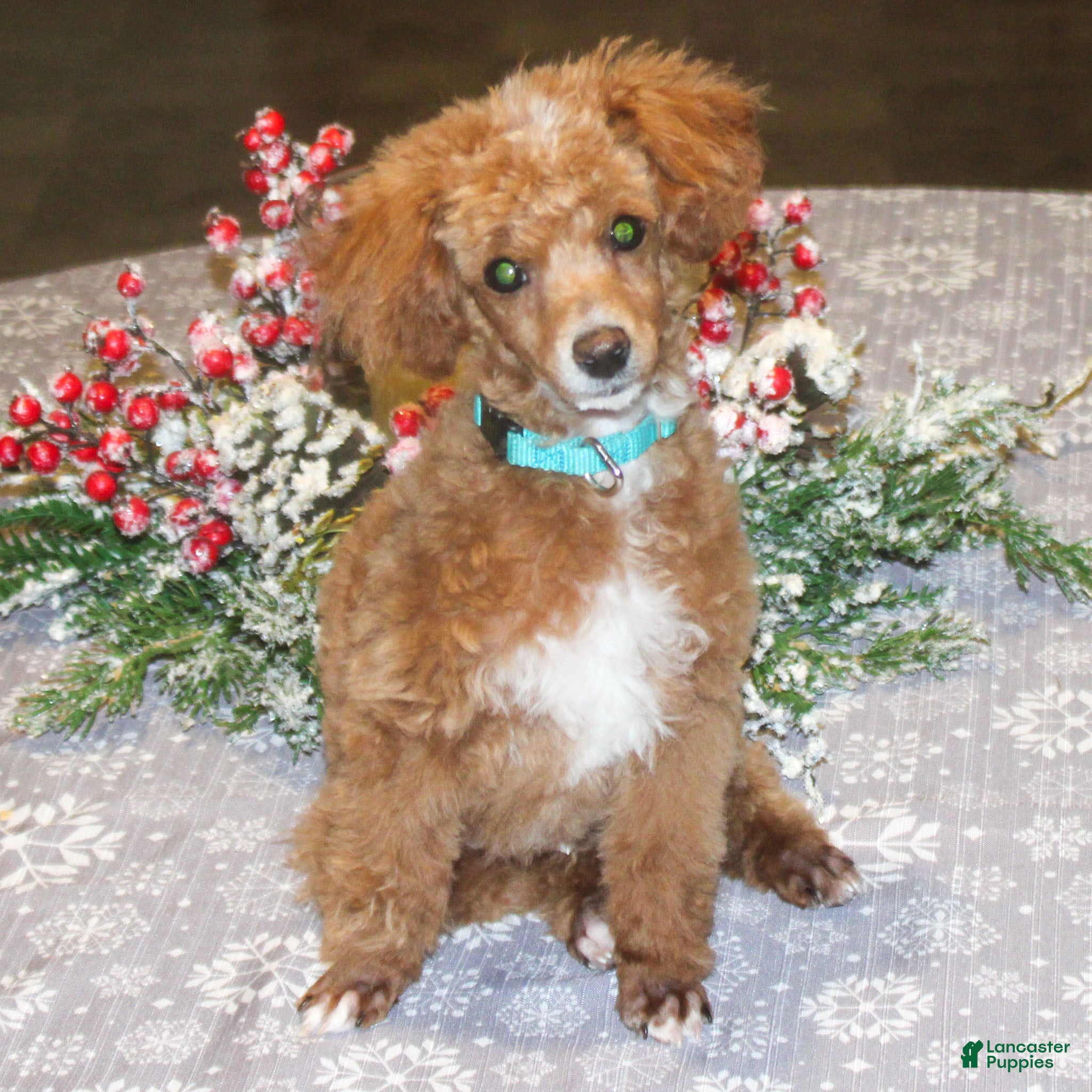 Miniature Poodle dogs Teddy - Ad 35