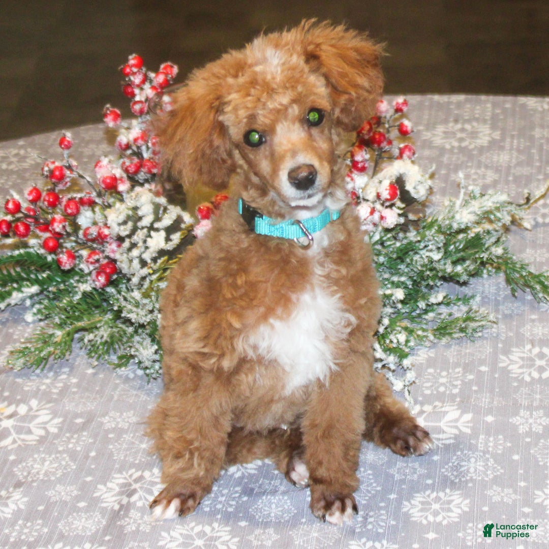 Miniature Poodle dogs for sale: Teddy - Ad 1