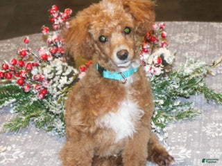 Miniature Poodle dogs Teddy - Ad 35