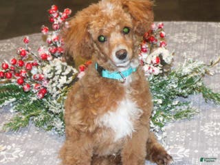 Miniature Poodle dogs Teddy - Ad 16