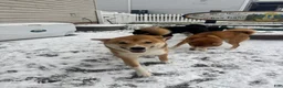 Shiba Inu dogs for sale: Shiba Inu Puppy 1 - Ad 2
