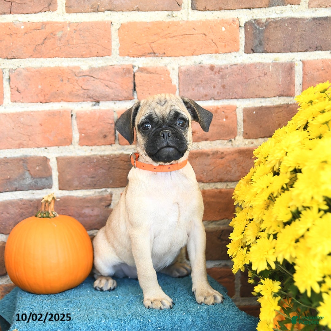 Pug dogs for sale: Goldie - Ad 19