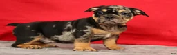 Beabull dogs for sale: Cody - Ad 6
