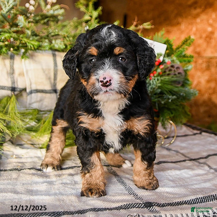 Mini Bernedoodle dogs Molly - Ad 11