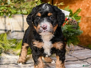 Mini Bernedoodle dogs Molly - Ad 14
