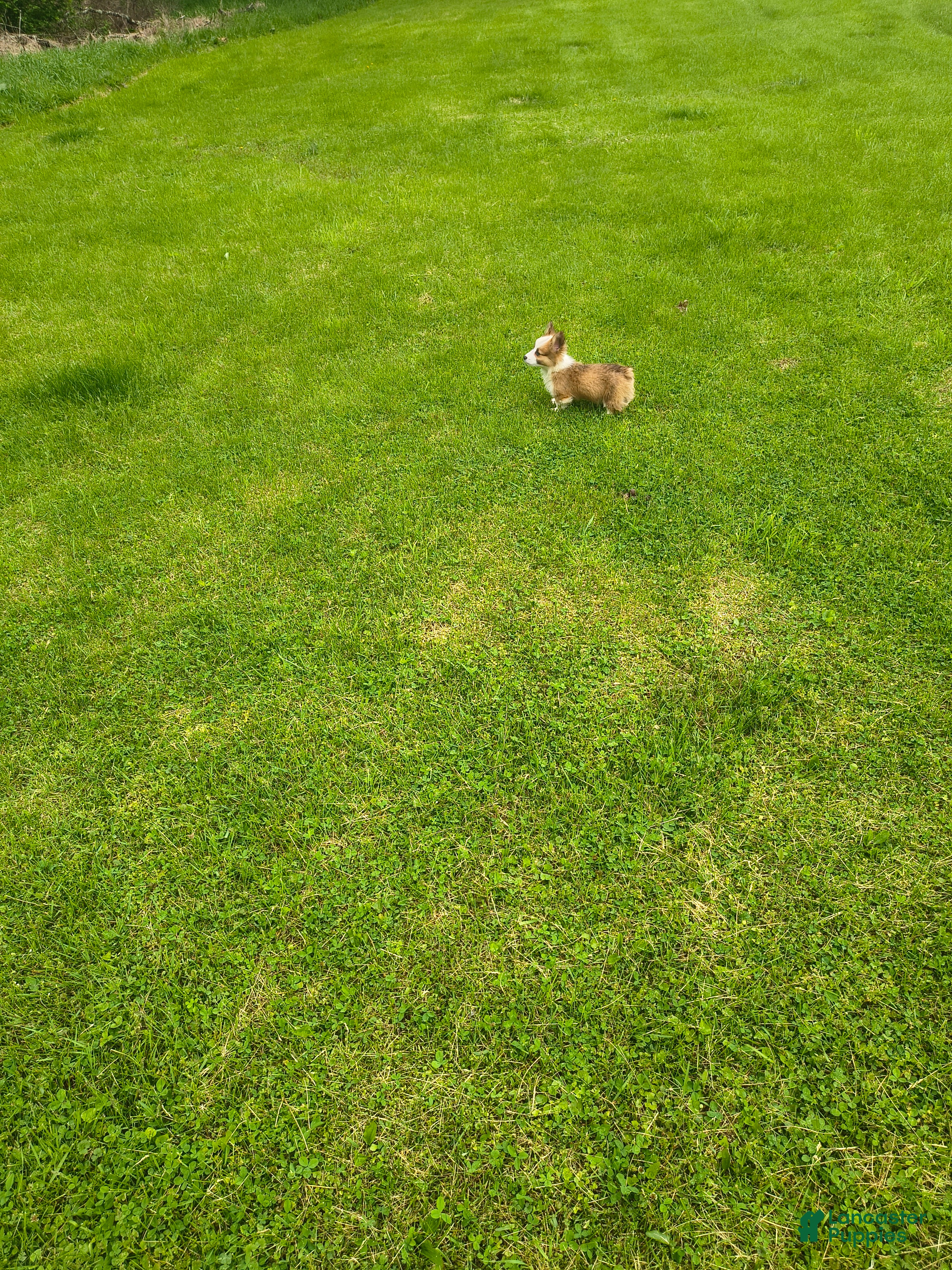 Welsh Corgi Pembroke dogs Welsh Corgi Pembroke Puppy 4 - Ad 29