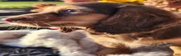 Miniature Dachshund dogs for sale: Dolly - Ad 18