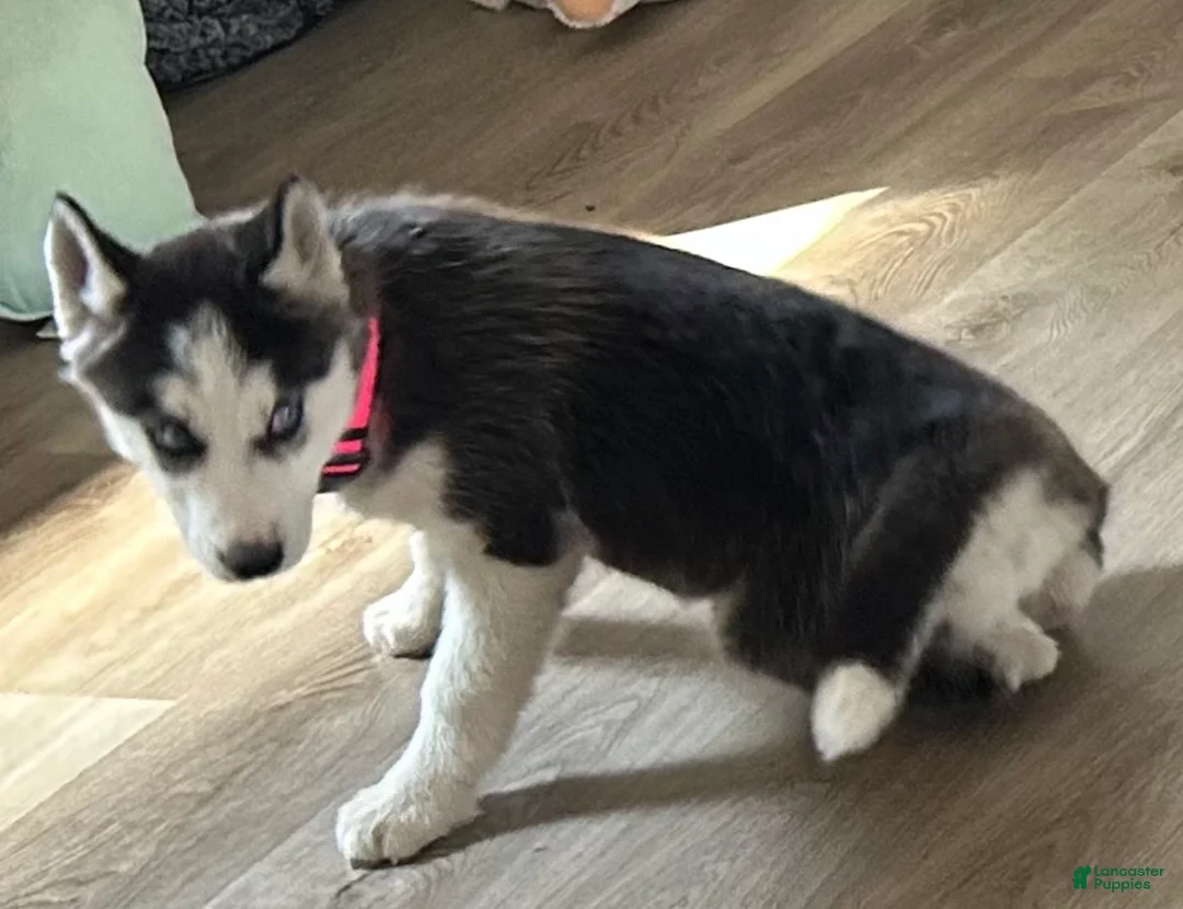 Siberian Husky dogs for sale: Siberian Husky Puppy 1 - Ad 6