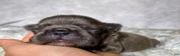 Frenchton dogs for sale: Miss Annie  - Ad 3