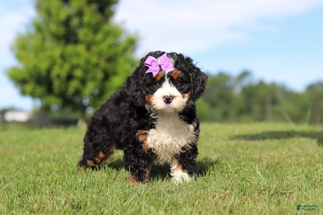 Mini Bernedoodle dogs for sale: Mint - Ad 1