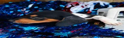Miniature Dachshund dogs for sale: Brandy - Ad 9