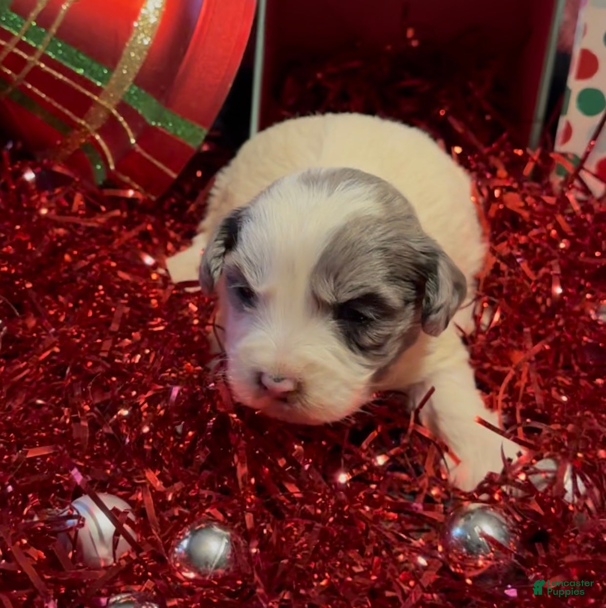 Mini Goldendoodle dogs Joyce  - Ad 2