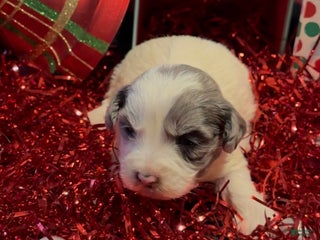 Mini Goldendoodle dogs Joyce - Ad 26