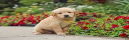 Golden Retriever dogs for sale: Benny - Ad 6